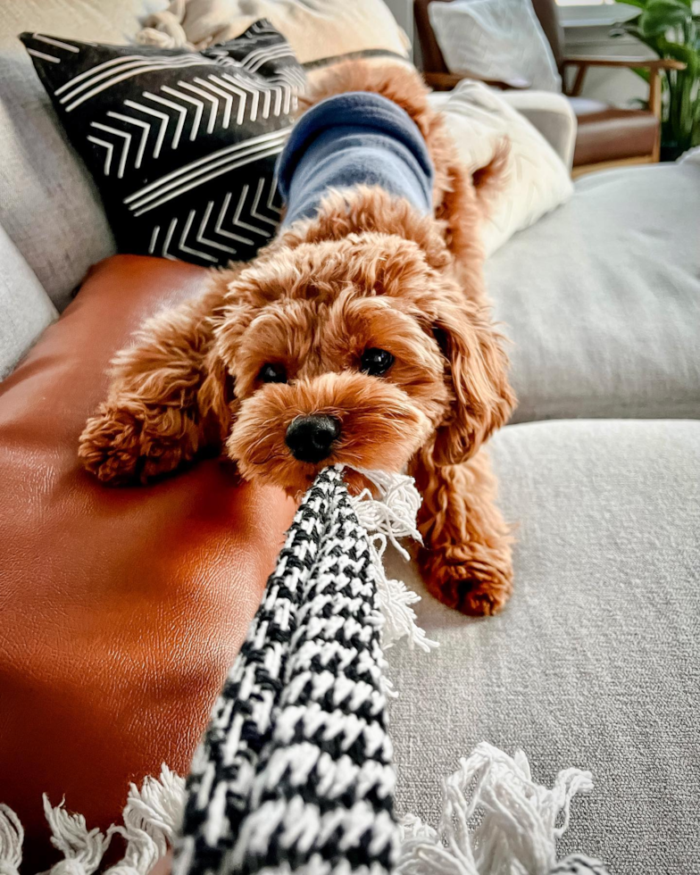 Small Cavapoo Pup