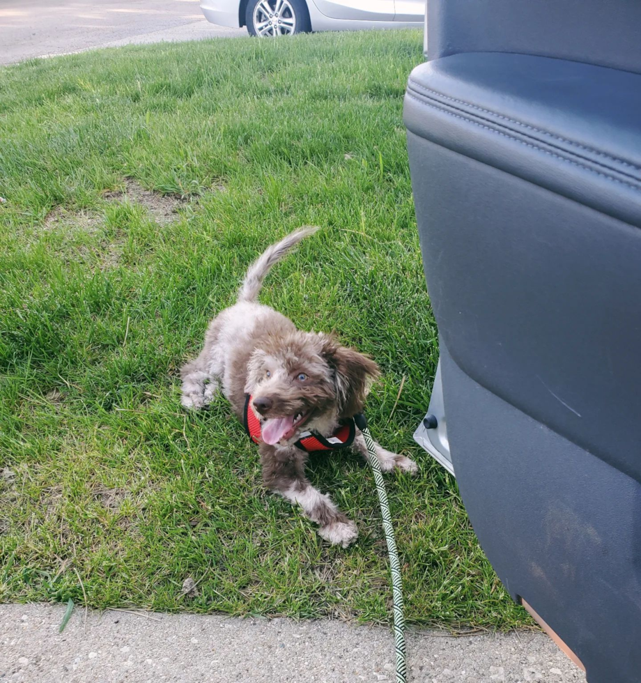 Little Labrador Poodle Mix Pup