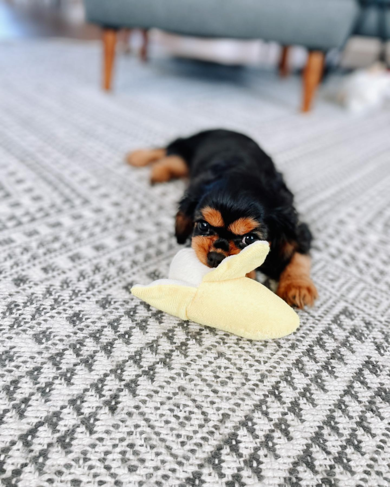 Cavalier King Charles Spaniel Being Cute