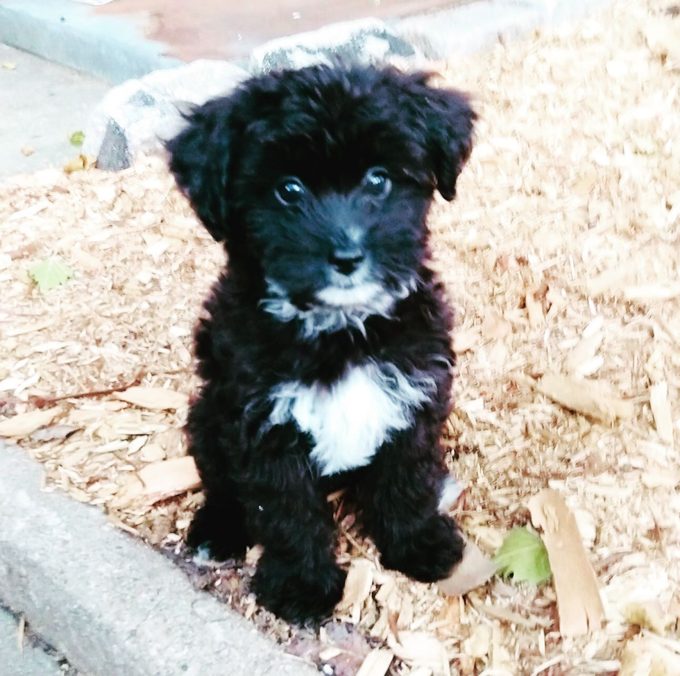 Smart Mini Aussiedoodle Poodle Mix Pup