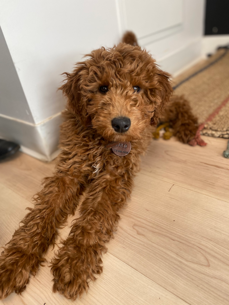 Chicago Mini Goldendoodle Pup