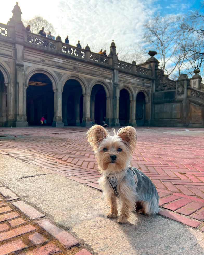 New York Yorkshire Terrier Pup