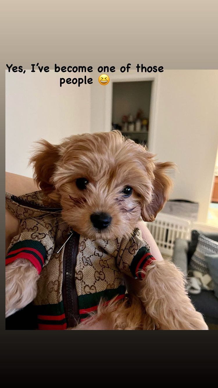 Funny Maltipoo Poodle Mix Pup
