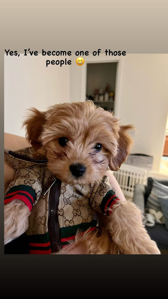 Cute Maltipoo Pup in Lexington KY