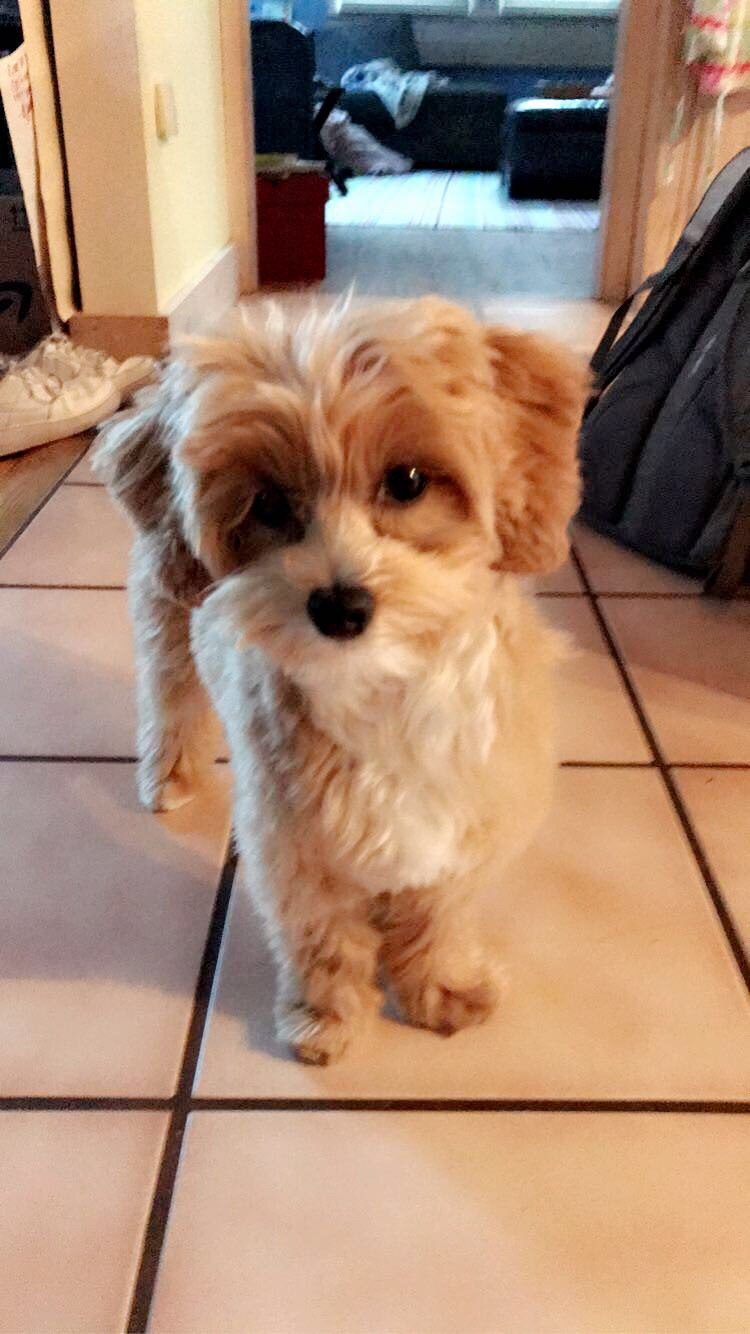 Maltipoo Pup Being Cute