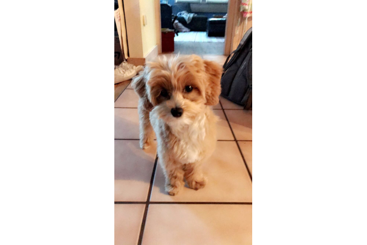 Maltipoo Pup Being Cute