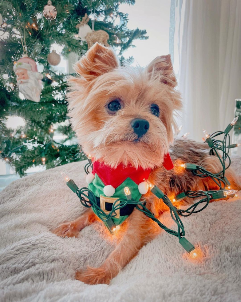 Little Yorkshire Terrier Pup