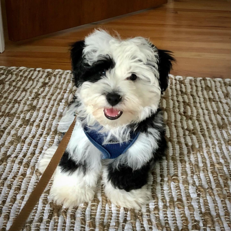 Princeton Mini Sheepadoodle Pup