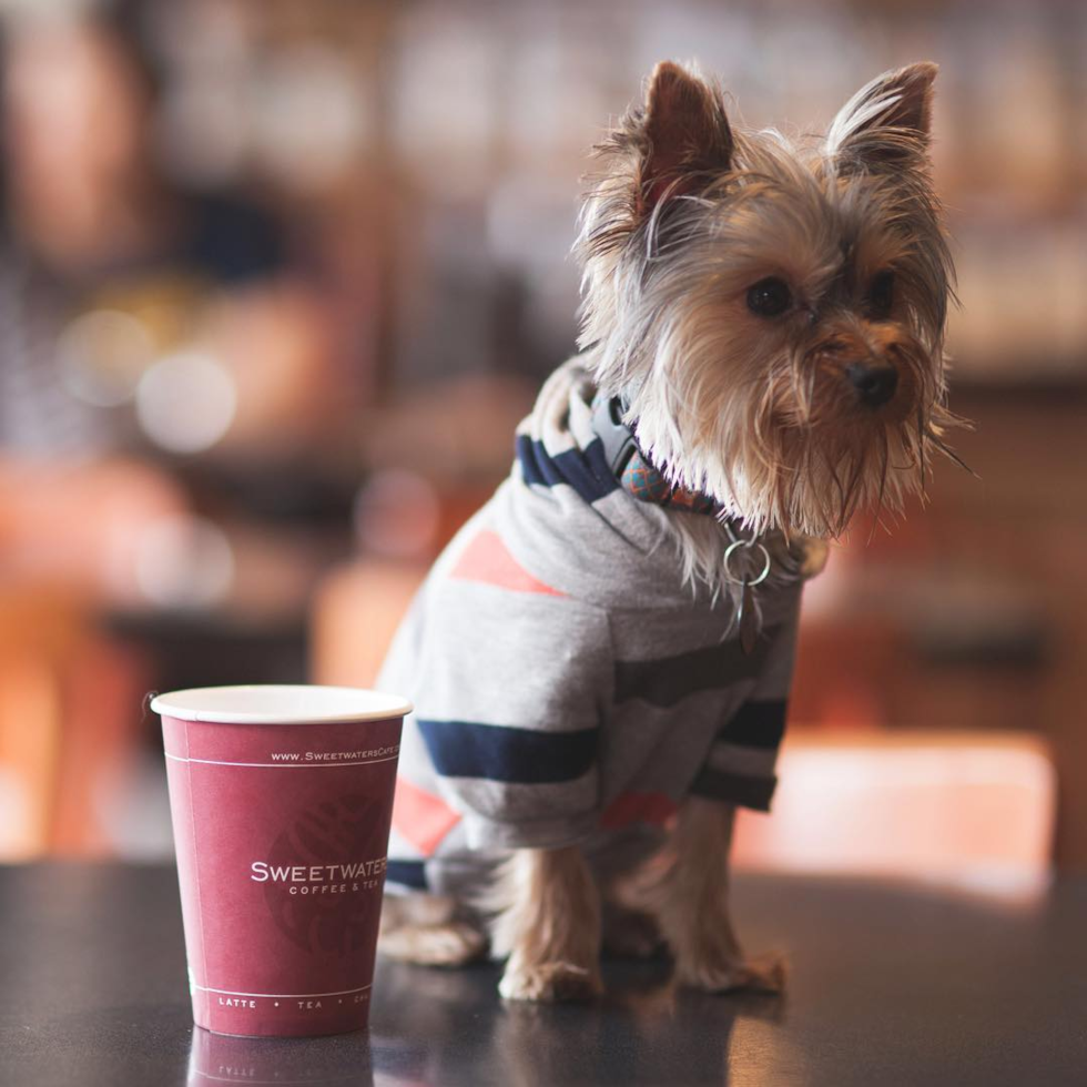 Little Yorkshire Terrier Purebred Pup