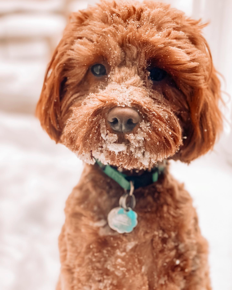 Cavapoo Being Cute