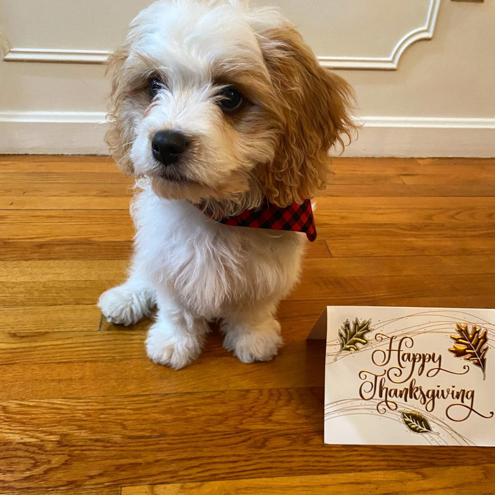 Boston Cavachon Pup