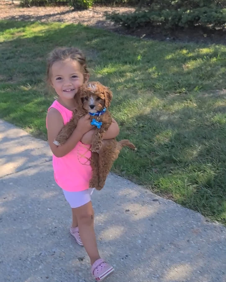 Hypoallergenic Cavoodle Poodle Mix Pup