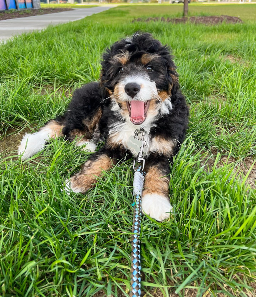 Adorable Bernadoodle Poodle Mix Pup