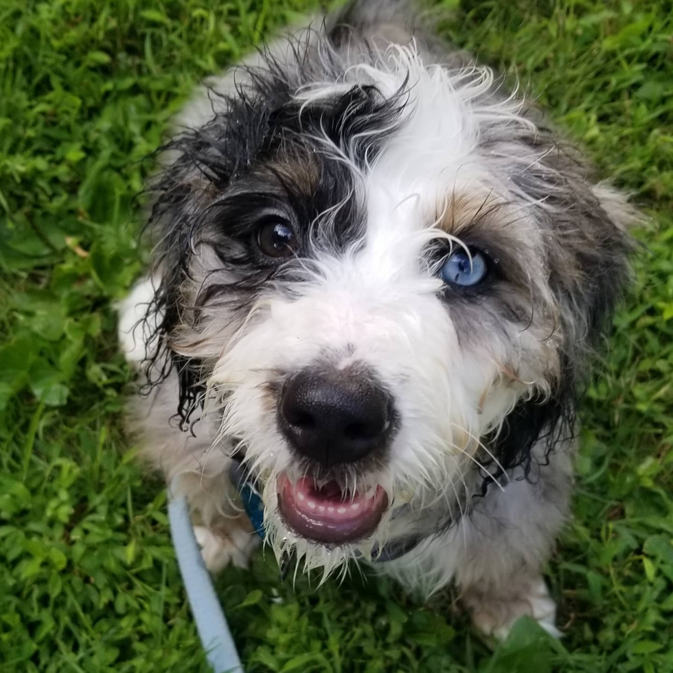 Mini Bernedoodle Being Cute