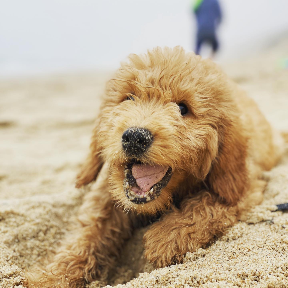 Smart Mini Goldendoodle Poodle Mix Pup