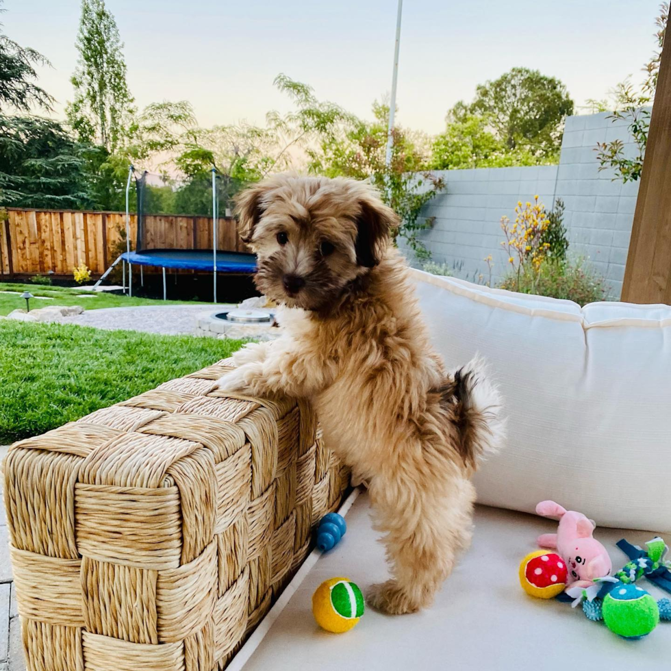 Funny Havapoo Poodle Mix Pup