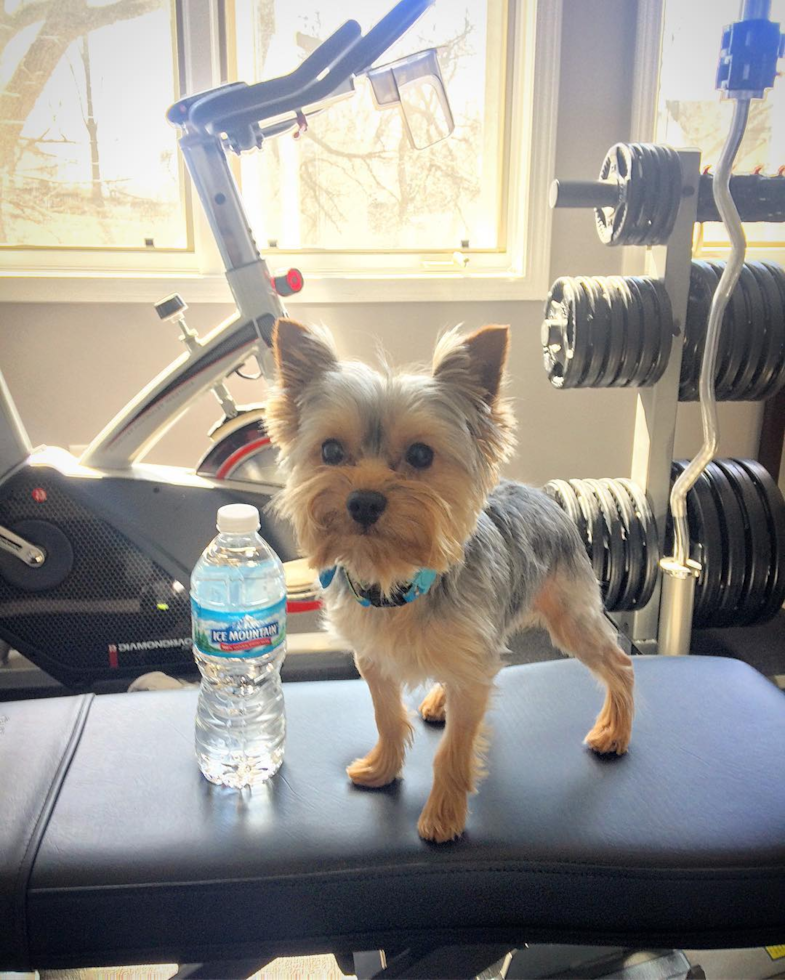 Yorkshire Terrier Being Cute