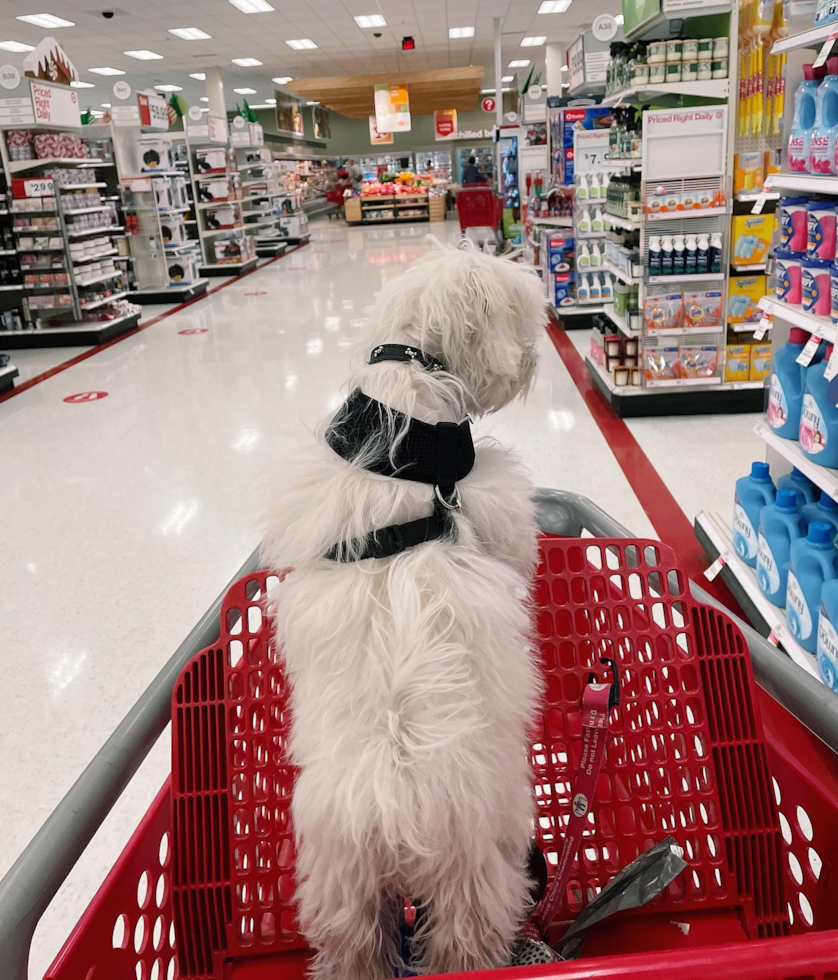 Popular Maltipoo Poodle Mix Pup