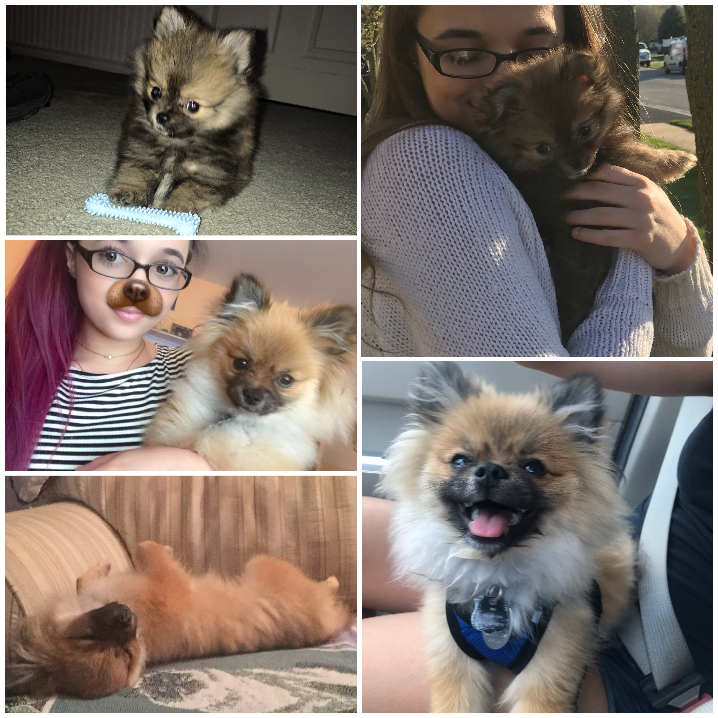 Pomeranian Pup Being Cute