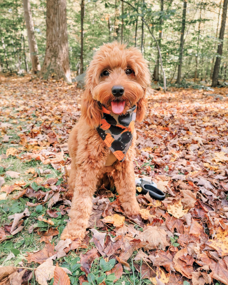 Cute Mini Goldendoodle Pup