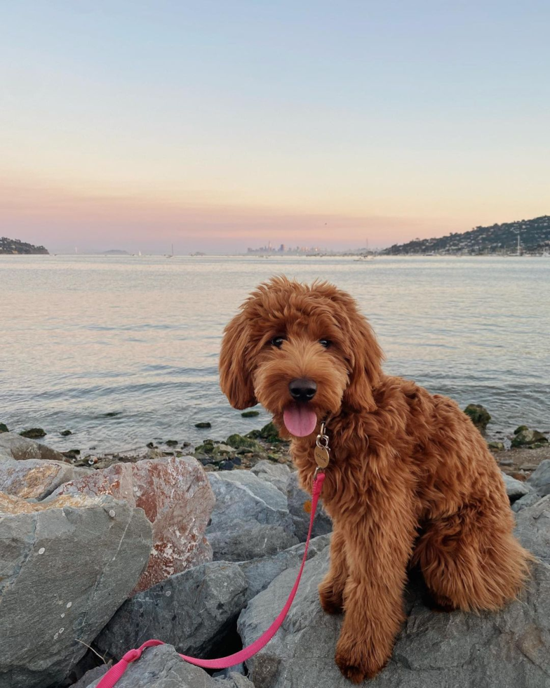 Smart Mini Goldendoodle Poodle Mix Pup