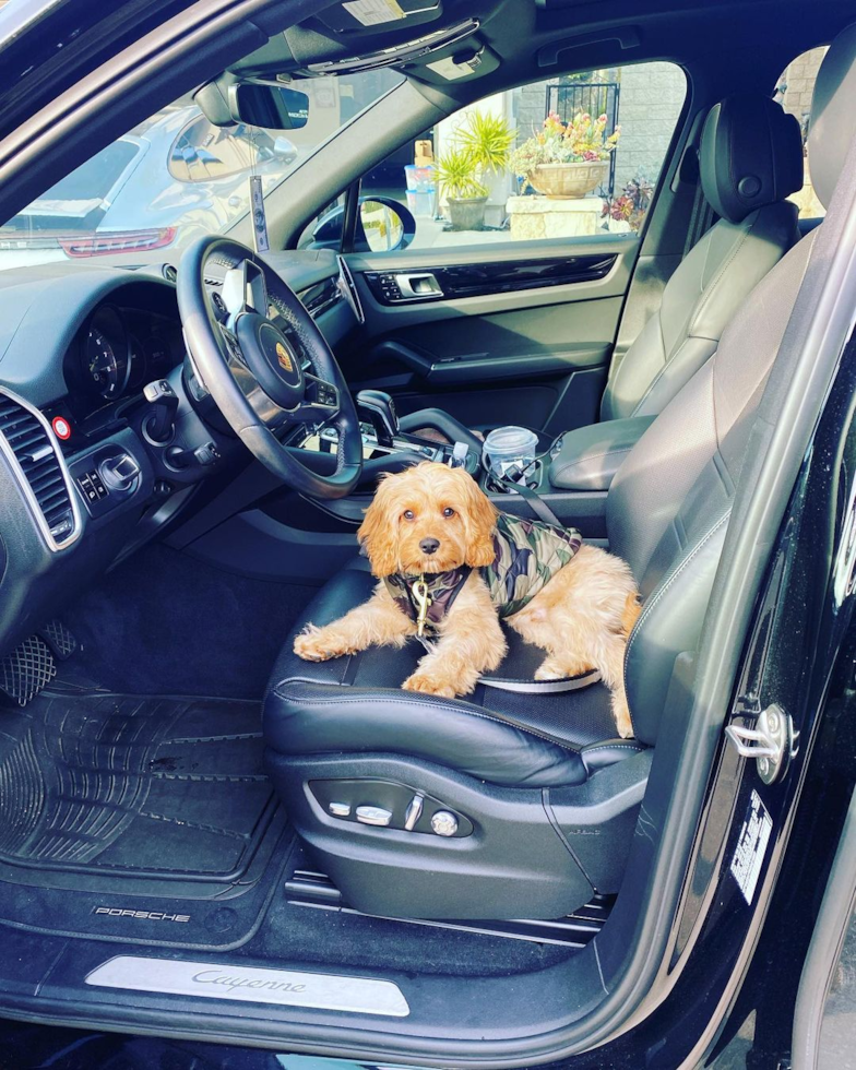 Fluffy Cavapoo Poodle Mix Pup