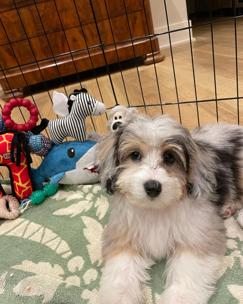 Happy Mini Aussiedoodle Pup in Houston TX