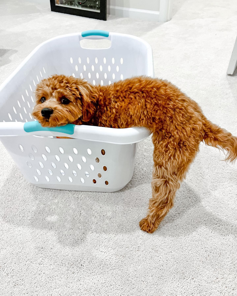 Frederick Cavapoo Pup