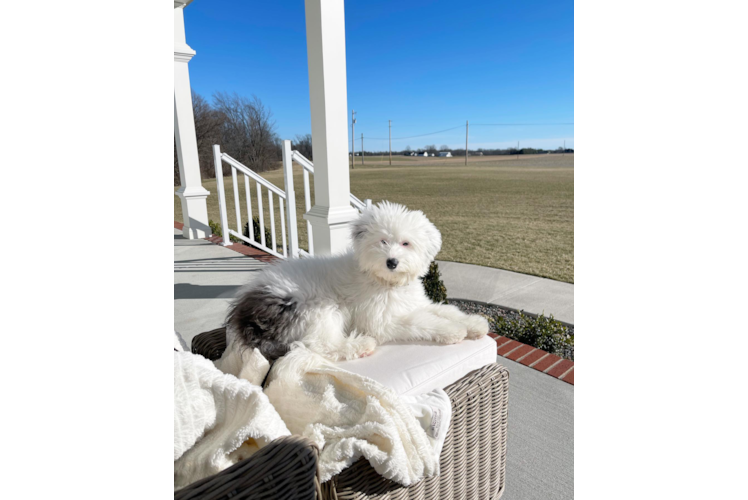 Best Mini Sheepadoodle Baby