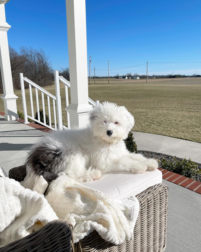 Starlight Mini Sheepadoodle Pup