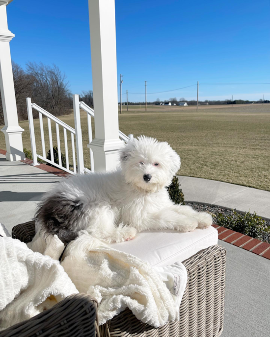 Starlight Mini Sheepadoodle Pup