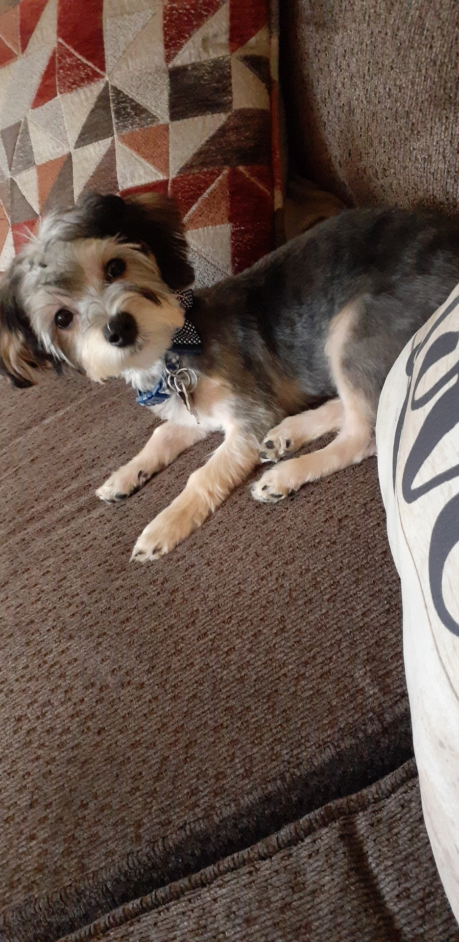 Morkie Puppy for Adoption
