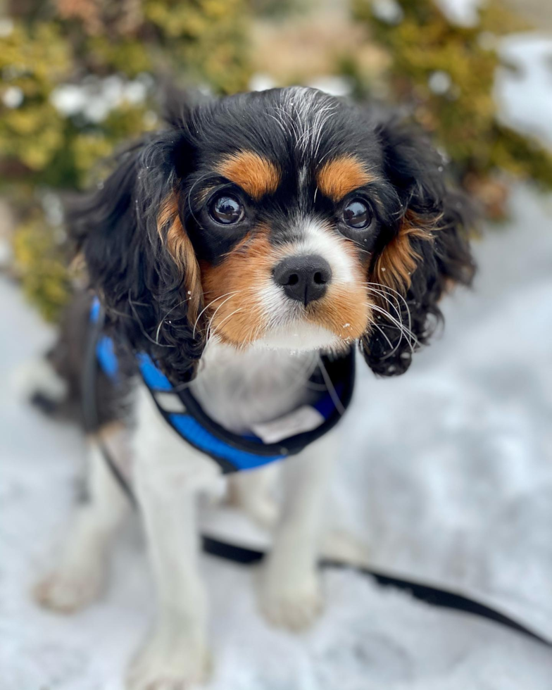 Popular Cavalier King Charles Spaniel Pup