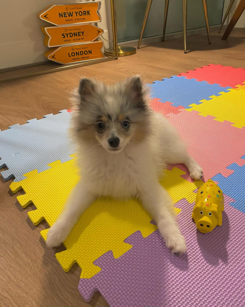 Pomeranian Being Cute