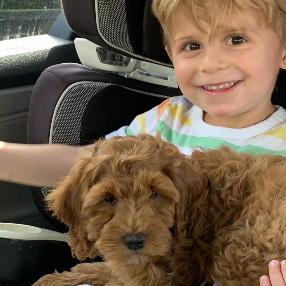 Happy Cockapoo Pup