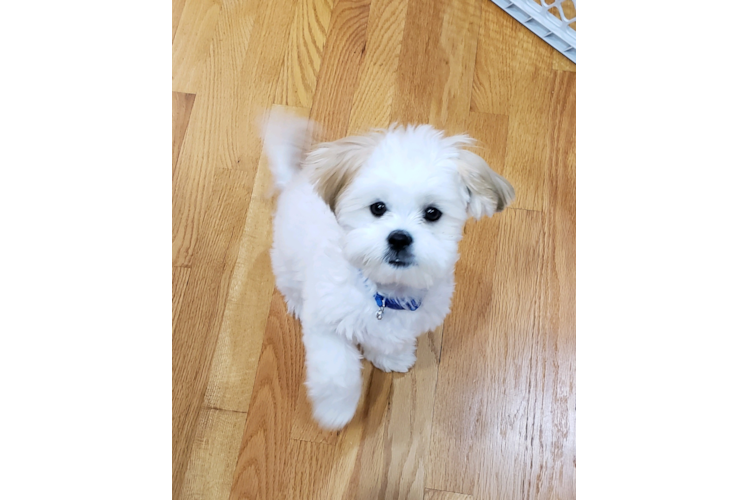 Hypoallergenic Shi Chon Designer Puppy