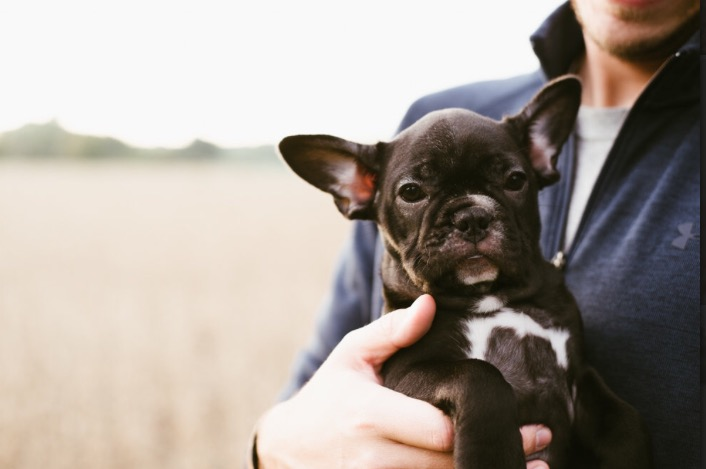 French Bulldog Pup Being Cute