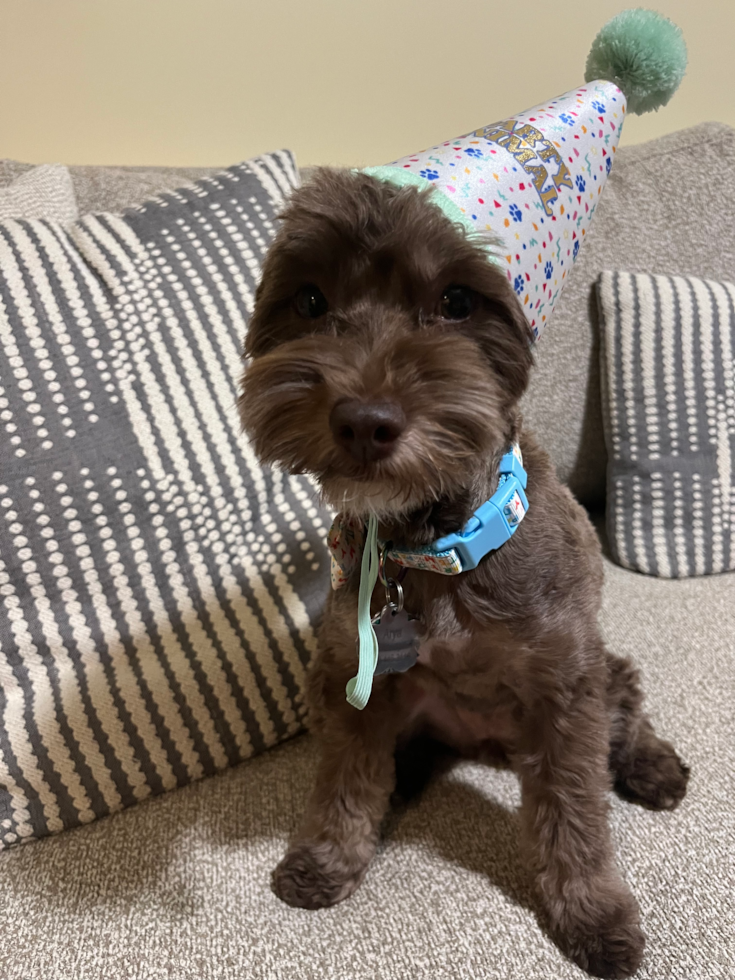 Hypoallergenic Havanese Poodle Mix Pup