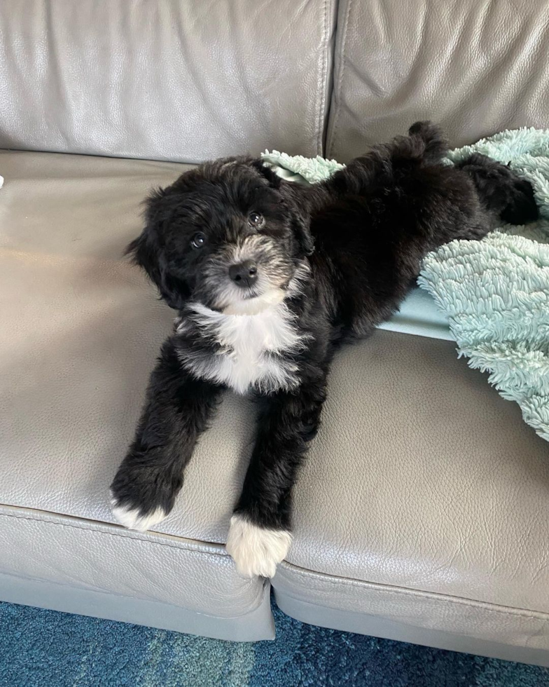 Mini Sheepadoodle Being Cute