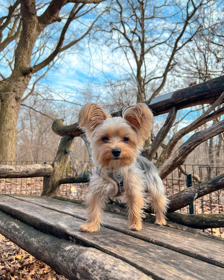 New York Yorkshire Terrier Pup