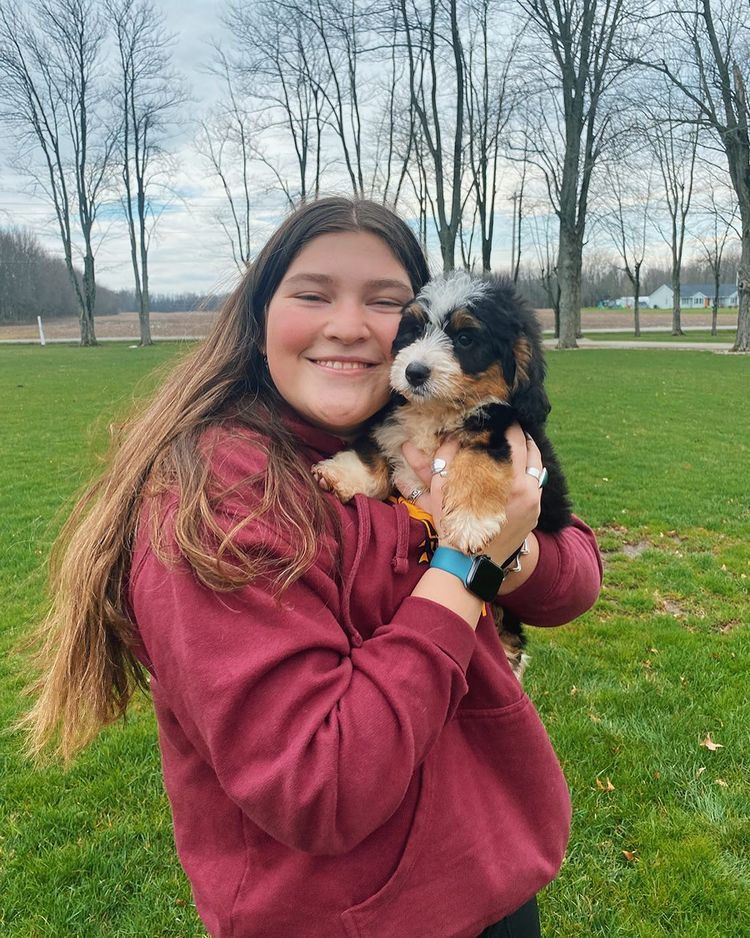 Mini Bernedoodle Pup Being Cute