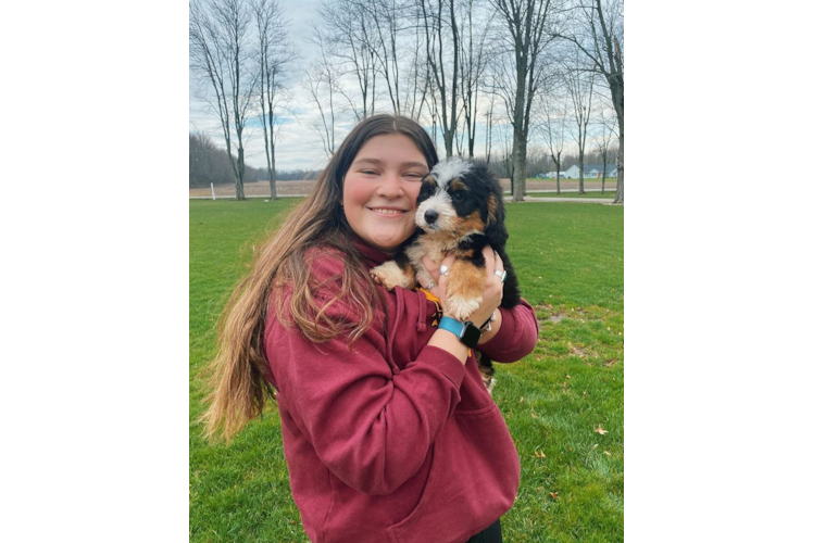 Mini Bernedoodle Pup Being Cute