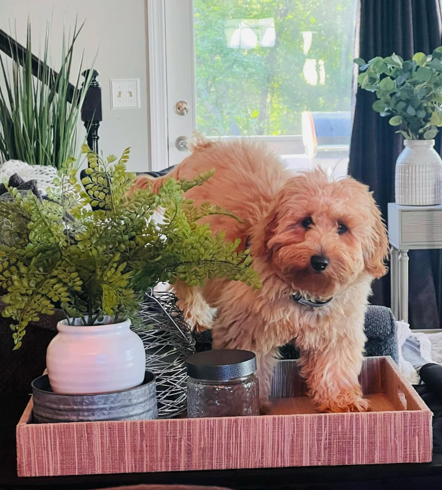 Happy Mini Goldendoodle Pup in Waterbury CT