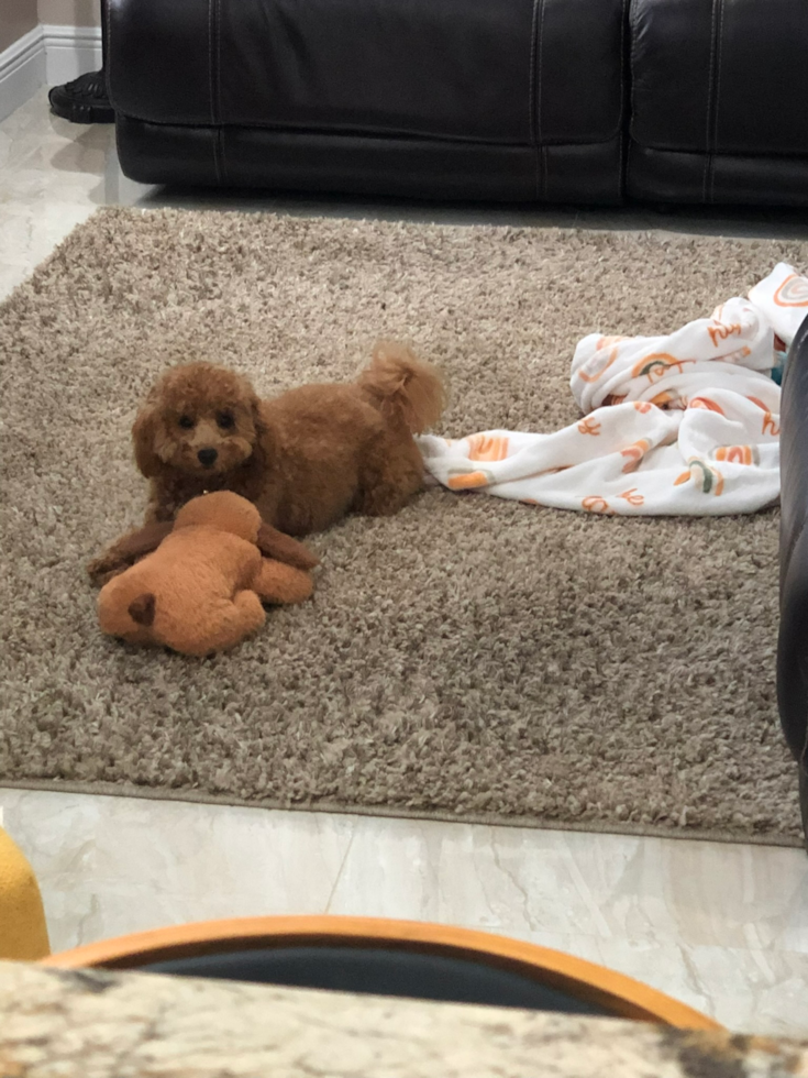 Friendly Mini Goldendoodle Pup