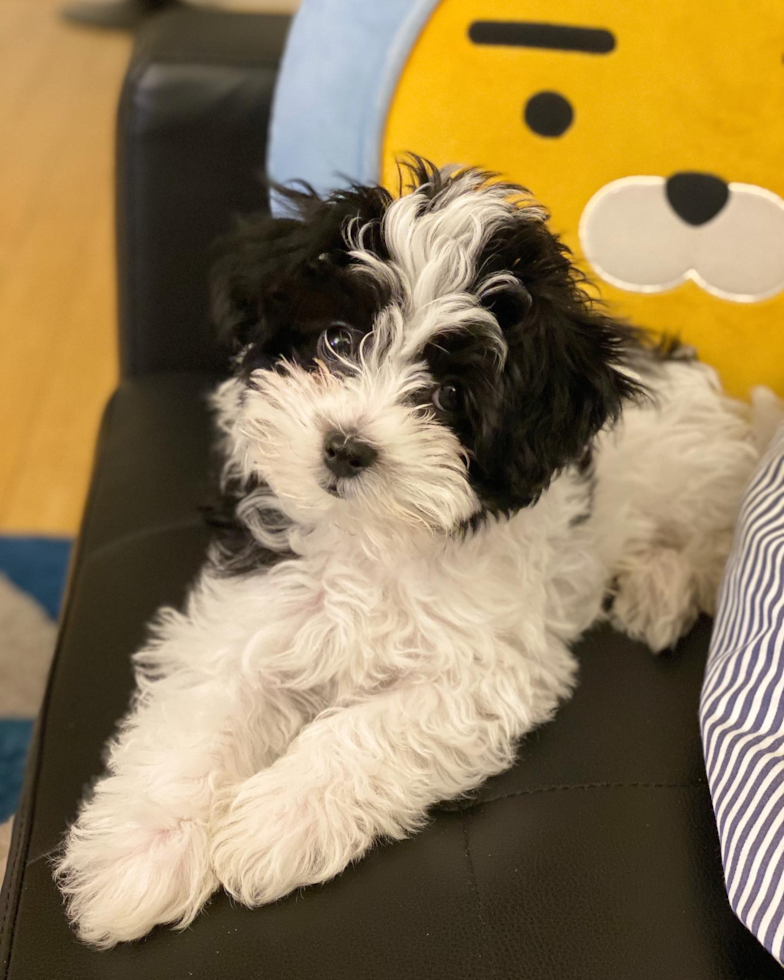 Playful Havanese Pup