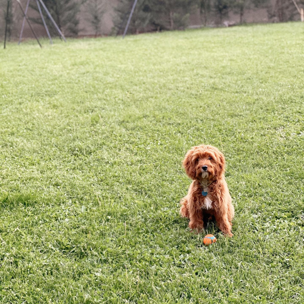 Friendly Cavapoo Pup in New York NY