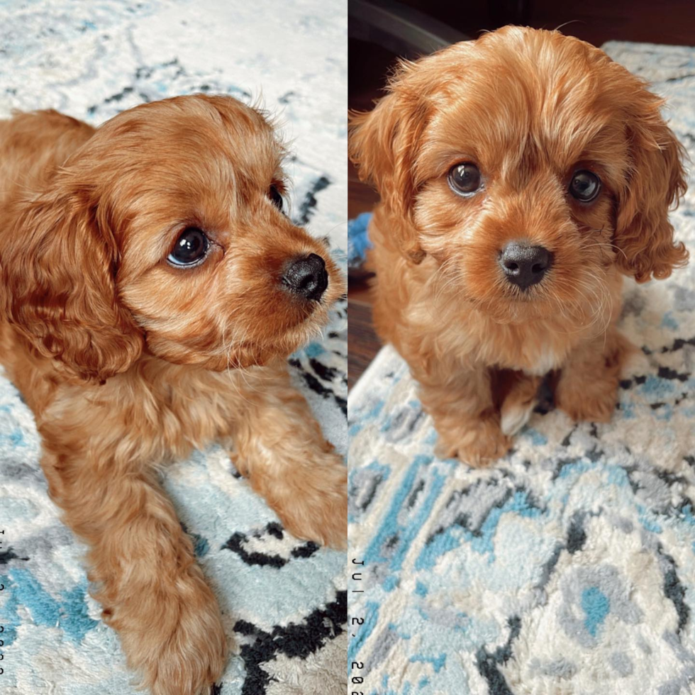 Edison Cavapoo Pup