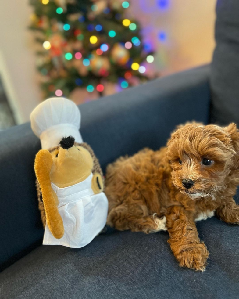 Cavapoo Being Cute