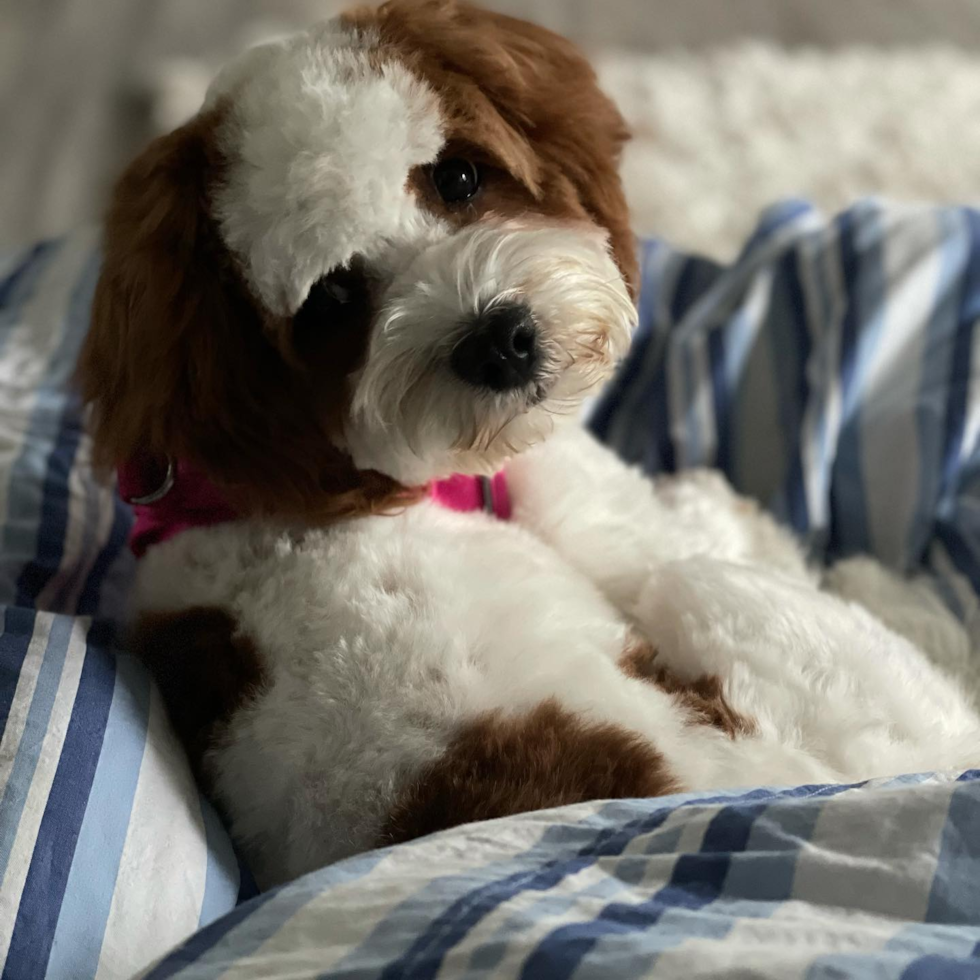 Lanham Cavapoo Pup