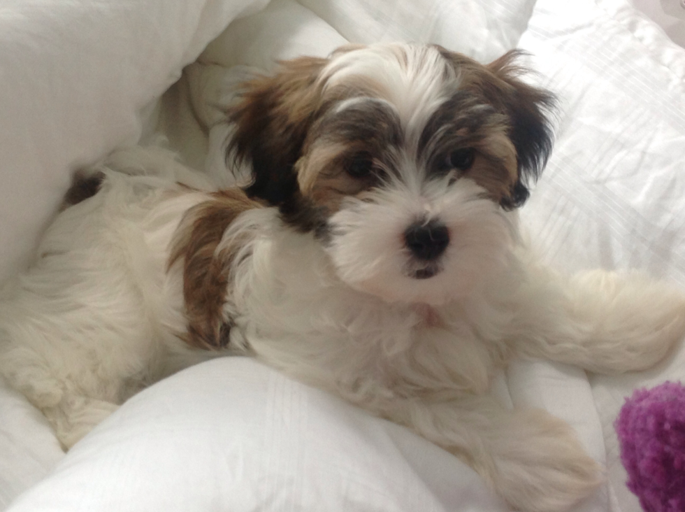 Energetic Havanese Purebred Pup